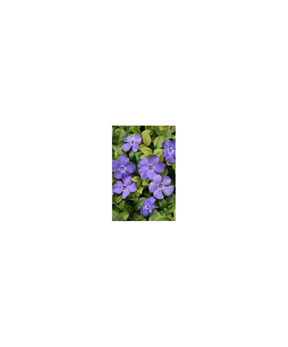 Vinca minor Dart&#039;s Blue - Ghiveci 15cm