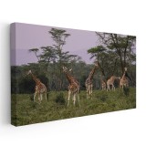 Tablou peisaj savana girafe Tablou canvas pe panza CU RAMA 70x140 cm