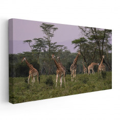 Tablou peisaj savana girafe Tablou canvas pe panza CU RAMA 30x60 cm