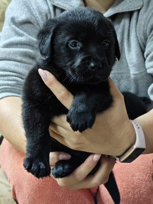 V&amp;acirc;nd căței labrador foto