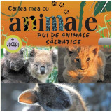 Pui de animale sălbatice. Cartea mea cu animale (+ jocuri) - Hardcover - Autor Colectiv - Prut