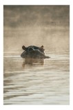 Tablou Canvas, "Hipopotam &icirc;ntre ape și lumină", Hippopotamus, Apă, Ceață, Reflecție, Natură, 26 x 39 cm, CMCLASS