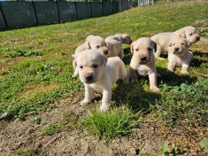Pui labrador