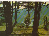 CPIB 16176 CARTE POSTALA - TUSNAD. LACUL SF. ANA