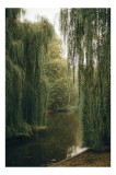 Tablou Canvas, "Melancolie sub sălciile pl&acirc;ngătoare", Frunziș, Apă, Melancolie, Natură, Salcie, Toamnă, Reflecție, Liniște., 26 x 39 cm, CMCLASS