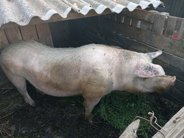 V&acirc;nd sau schimb vier , v&acirc;rstă 3 ani bun de monta metis landrascu marele alb .