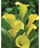 Zantedeschia (Cala) Black Eye Beauty 1 Bulb, Vrac, Oem