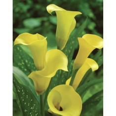 Zantedeschia (Cala) Black Eye Beauty 1 Bulb, Vrac