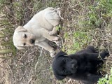 Pui de labrador draguti,adorabili