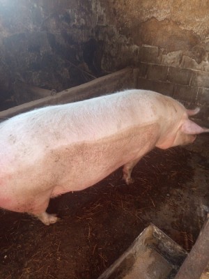 porc de vanzare foto