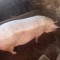 porc de vanzare