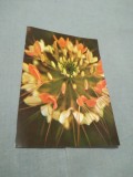 Cumpara ieftin CARTE POSTALA --FELICITARE NECIRCULATA