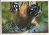 Bnk cp Fauna - Tigru - cp dimensiuni mari - necirculata, Printata
