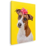 Tablou caine Jack Russell Terrier cu funda Tablou canvas pe panza CU RAMA 60x90 cm