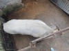 Vand porc 200 kg