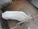 Vand porc 200 kg
