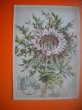 HOPCT MAXIMA NR 1054 FLORI DE CIULIN- FLORA SPONTANA -1950 BELGIA -FLORA EUROPA