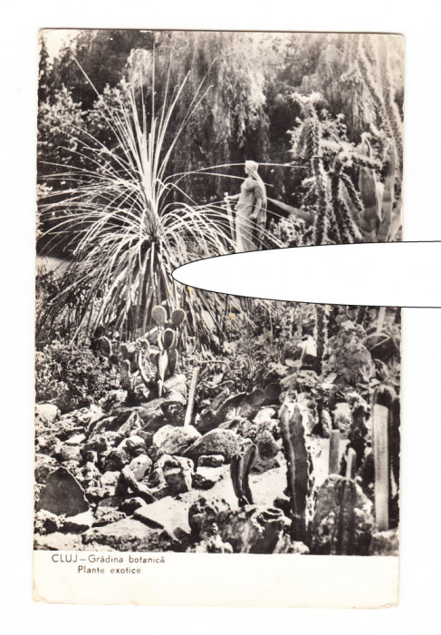 CP Cluj - Gradina botanica. Plante exotice, RPR, circulata 1963, stare buna