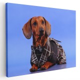 Tablou caine Teckel in costum Tablou canvas pe panza CU RAMA 30x40 cm