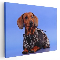 Tablou caine Teckel in costum Tablou canvas pe panza CU RAMA 20x30 cm