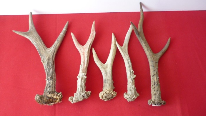 MANERE PENTRU CUTIT DIN CORN LOT DE 5 BUC. (LOT &quot;B&quot;)