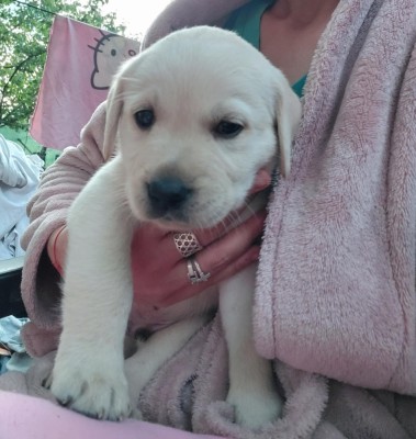 Labrador Retriever foto
