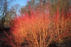 Sanger (Cornus sanguinea) foto