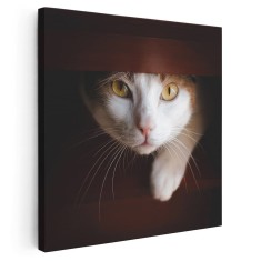 Tablou portret pisica alb cu maro Tablou canvas pe panza CU RAMA 30x30 cm