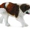 Saint bernard - Collecta
