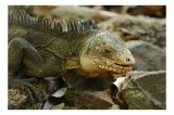 Tablou Canvas, "Iguana pe st&acirc;ncile tropicale", Iguana, Solzi, G&acirc;ndește, Culoare, Natură, Piatră, Camuflaj, Lumină, Textură, Tropical., 39 x 26 cm, CMC