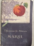 Marul - T. Bordeianu