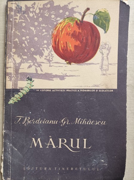 Marul - T. Bordeianu