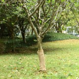 Rulouri Iută Naturale vidaXL 0.5x50m, 2 buc, 200g/m&sup2; - Decor Nuntă, Petreceri, Artizanat Rustic