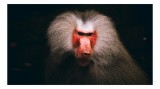 Tablou Canvas, "Misteriosul paznic al junglei africane", Baboon, Majestic, Expressive, Intense, Furry, Powerful, Gazing, 39 x 26 cm, CMCLASS