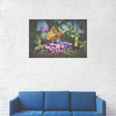 Tablou Canvas, Fluture Monarh pe Zambila - 40 x 60 cm foto