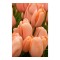 Lalele (Single Late Grp) Menton 11/12 ,bulb