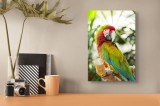 Tablou Canvas, "Papagalul multicolor in natura verde", Pene, Papagal, Vibrant, Exuberant, Natură, Colorat, Exotic, Frunziș, Perus, Lumină, Plante, 26