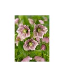 Helleborus Orientalis, I, Bicolor, radacina