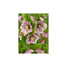 Helleborus Orientalis, I, Bicolor, radacina