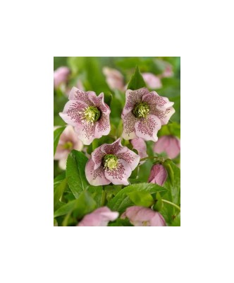 Helleborus Orientalis, I, Bicolor, radacina foto