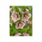Helleborus Orientalis, I, Bicolor, radacina