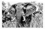 Tablou Canvas, "Umbra colosului din savană africană", Elefant, Impunător, Monumental, Sălbatic, Majestic, Natură, Perceptibil, Grandoare, 39 x 26 cm,