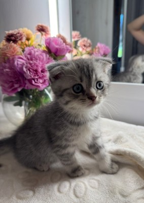 Scottish Fold si Scottish Straight foto