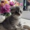 Scottish Fold si Scottish Straight