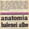 Anatomia balenei albe
