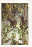 RF50 -Carte Postala- Maximafilie, necirculata