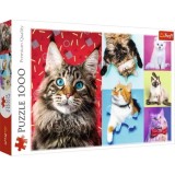 PUZZLE TREFL 1000 PISICUTE FERICITE