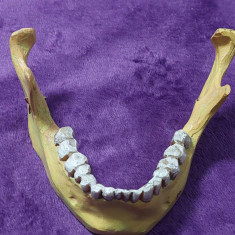 MANDIBULA Umana Didactica veche,mandibula anatomica craniu uman dinti inferiori