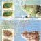 KOREEA 1995 2 COLITE NEDANTELATE MNH PROTECTIA ANIMALELOR,BROASTE, MNH.
