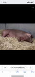 Porci Duroc, BIO, rasa pura